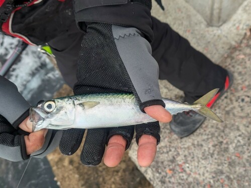 サバの釣果