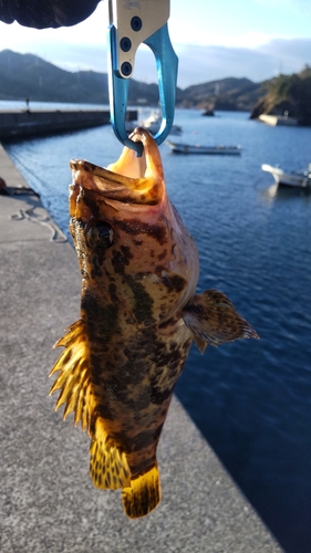 ベッコウゾイの釣果