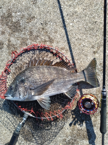 クロダイの釣果