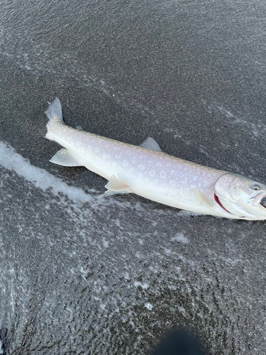 アメマスの釣果