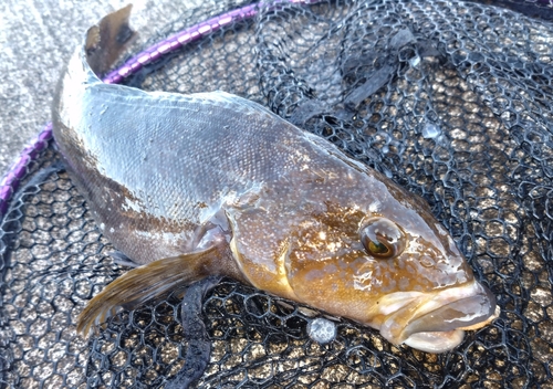 アイナメの釣果