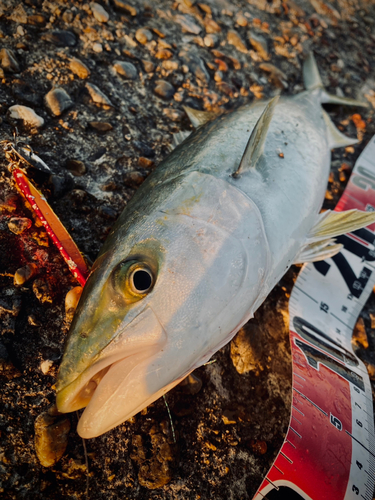 ハマチの釣果