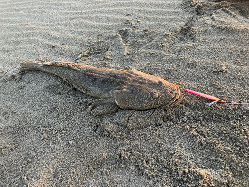 マゴチの釣果