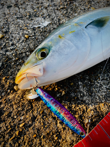 ハマチの釣果