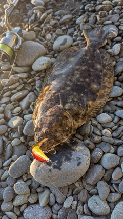 ヒラメの釣果