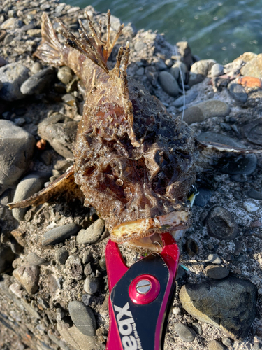 オニオコゼの釣果