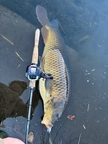 コイの釣果