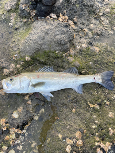 スズキの釣果