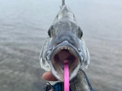 ミナミクロダイの釣果