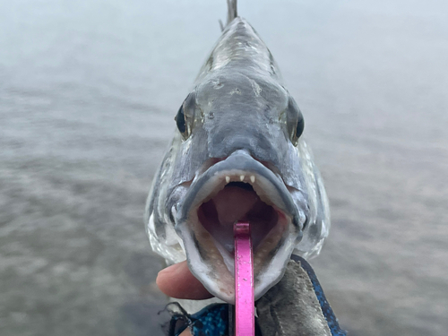 ミナミクロダイの釣果