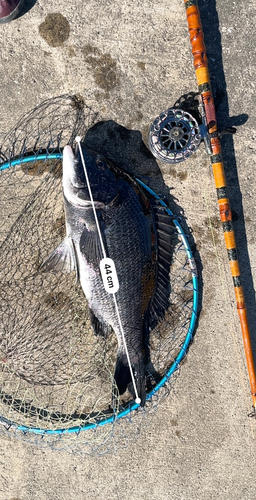 クロダイの釣果