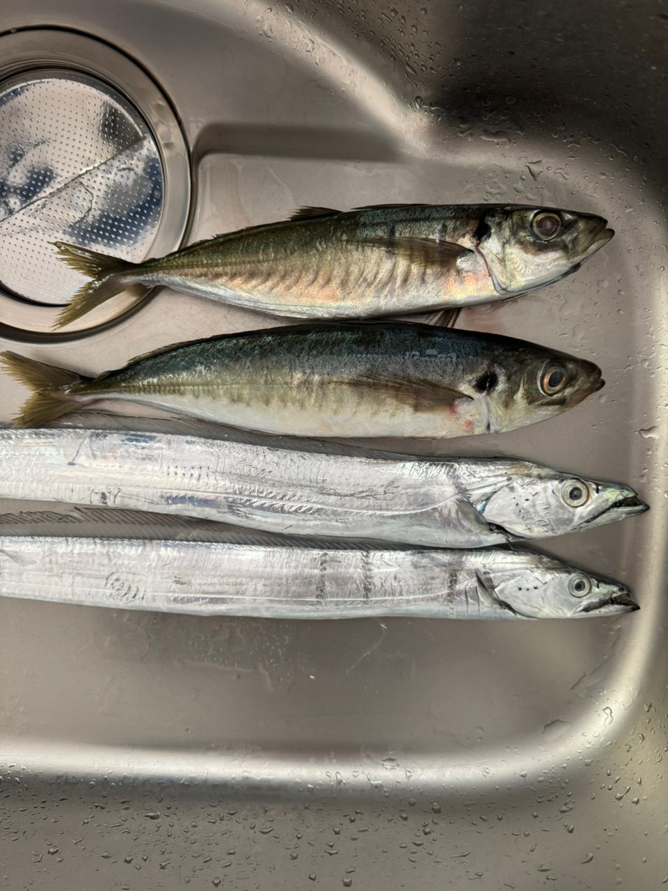 釣りバカbin坊主さんの釣果 1枚目の画像