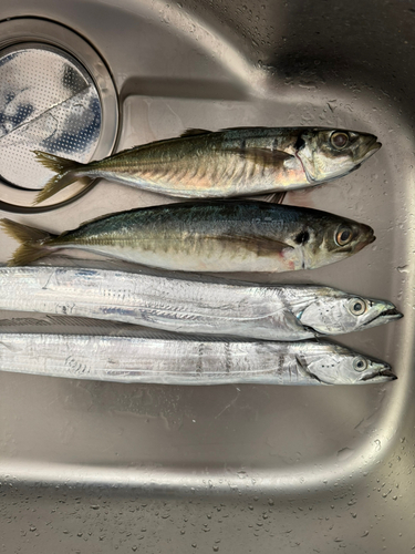 アオアジの釣果