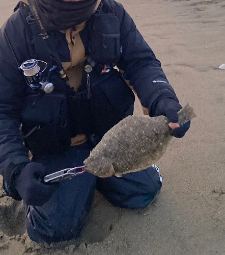 ソゲの釣果