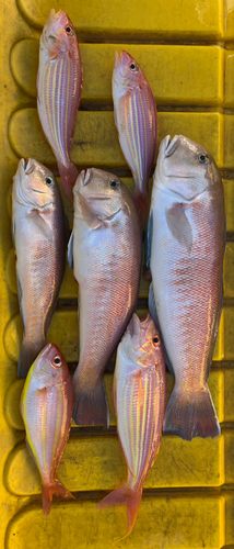 シロアマダイの釣果