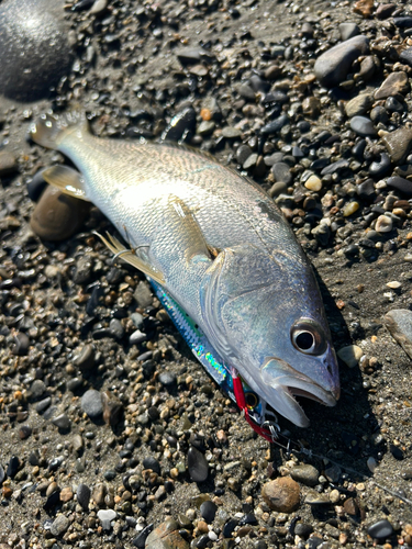 シログチの釣果