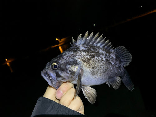 クロソイの釣果