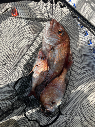 マダイの釣果