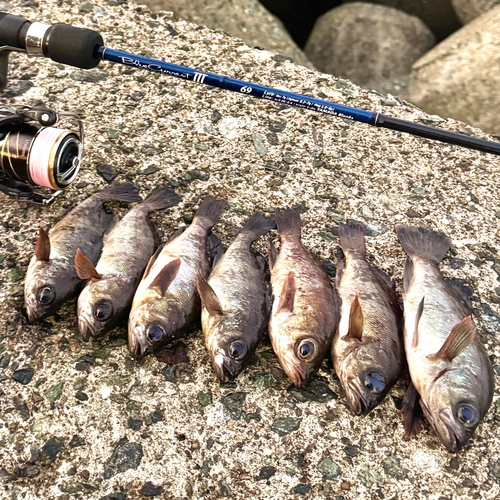 メバルの釣果