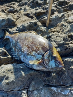 アイゴの釣果