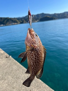 オオモンハタの釣果