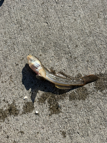 ハゼの釣果