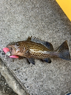 オオモンハタの釣果