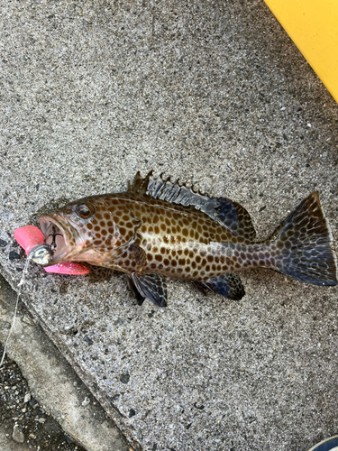 オオモンハタの釣果