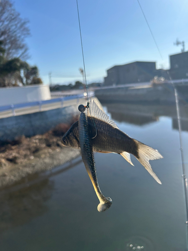 フナの釣果