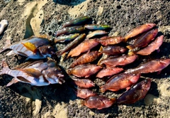 タカノハダイの釣果