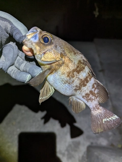 メバルの釣果