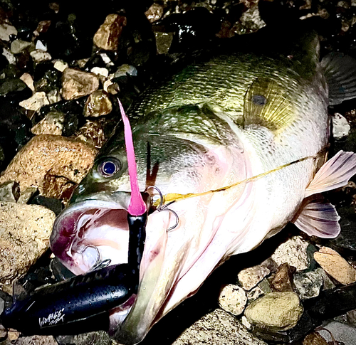 ブラックバスの釣果