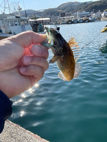 アナハゼの釣果