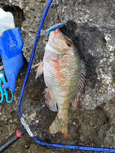 イソフエフキの釣果