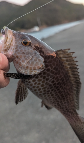 オオモンハタの釣果