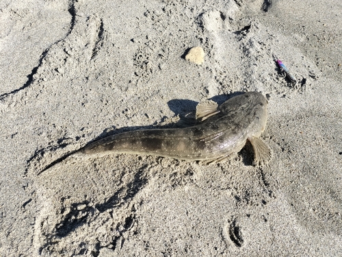 ブリの釣果