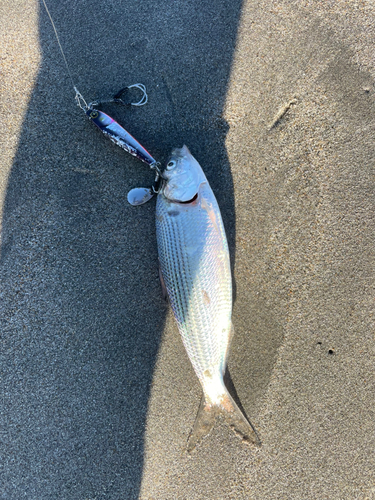 コノシロの釣果