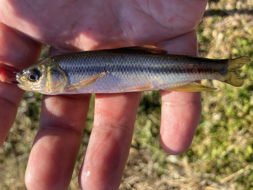 カワムツの釣果