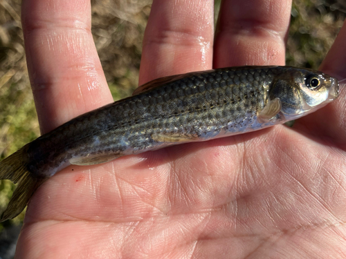 タモロコの釣果