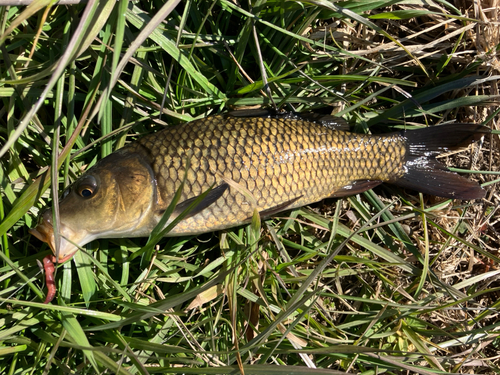 コイの釣果