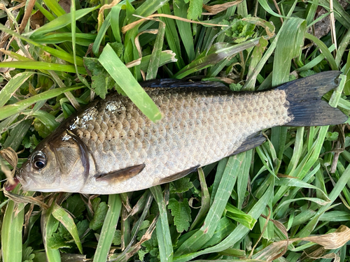 マブナの釣果