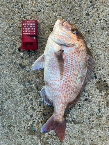 タイの釣果