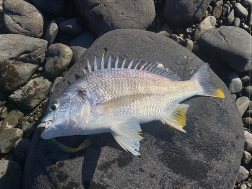 キビレの釣果