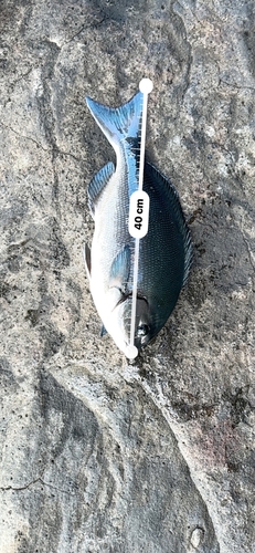 メジナの釣果