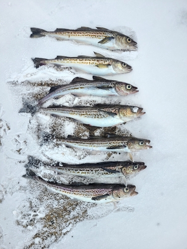 スケトウダラの釣果