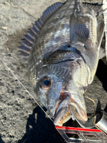 クロダイの釣果