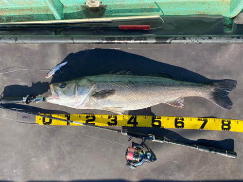 シーバスの釣果