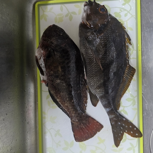 タカノハダイの釣果