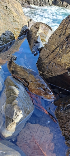 アイナメの釣果