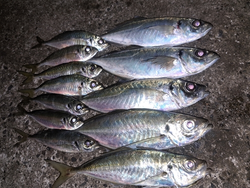 アジの釣果